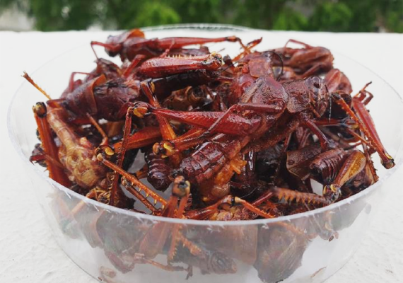 5 Manfaat Walang Goreng Khas Gunungkidul, Jogja